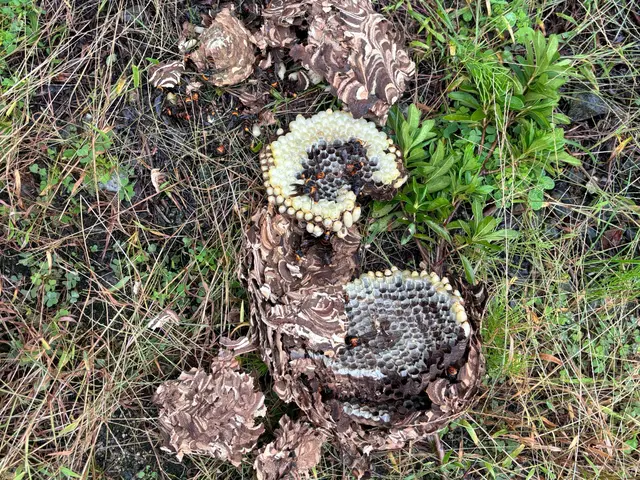 厄介な蜂の巣、低料金で駆除致します。サービスの画像