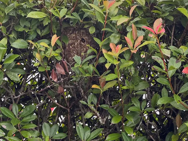 最短即日対応のスズメバチ駆除　問い合わせお待ちしてます。キャッシュレス決済可能！サービスの画像