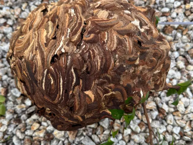 最短即日対応のスズメバチ駆除　問い合わせお待ちしてます。キャッシュレス決済可能！サービスの画像