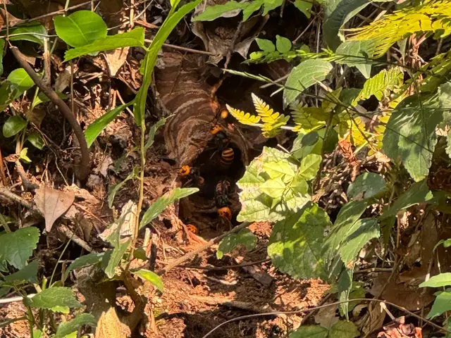 最短即日対応のスズメバチ駆除　問い合わせお待ちしてます。キャッシュレス決済可能！サービスの画像