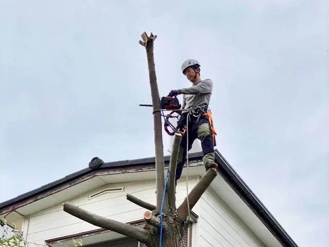 低価格、安く済ませたい方　伐採•抜根も[処分費込み] の安心価格サービスの画像