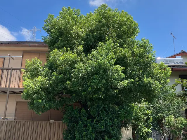 低価格、安く済ませたい方　伐採•抜根も[処分費込み] の安心価格サービスの画像