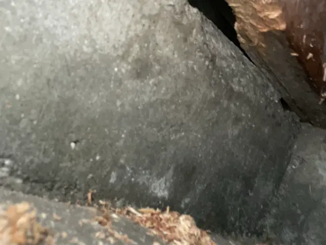 ハクビシン、たぬき、アライグマは住ませない！害獣施工実績豊富なのは山本企画！サービスの画像