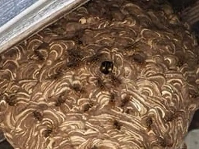 毎年夏100個以上の実績！山・生き物大好きな私が最速5分で対応サービスの画像