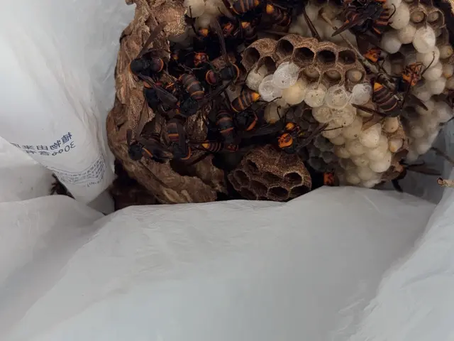 毎年夏100個以上の実績！山・生き物大好きな私が最速5分で対応サービスの画像