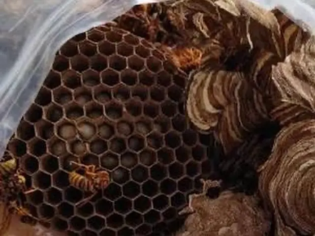 毎年夏100個以上の実績！山・生き物大好きな私が最速5分で対応サービスの画像