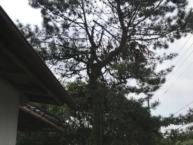 夫婦で重機の入らない場所でも特殊伐採も庭木伐採も可能。その空間に合った施工を提供サービスの画像