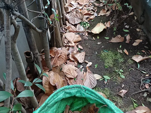 落ち葉の清掃サービスの画像