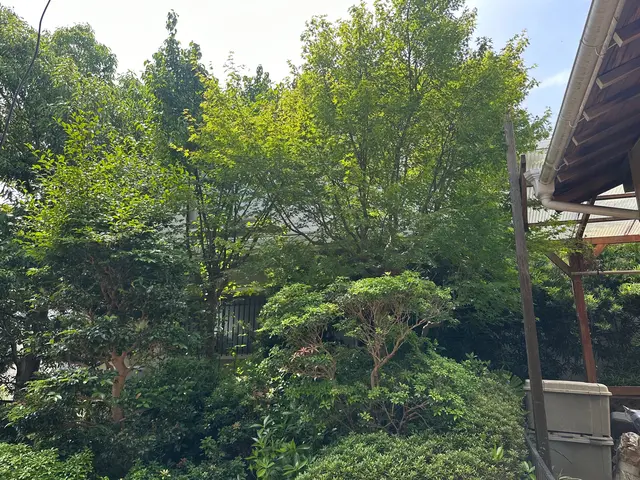 【豊川市から伺います！】伸び過ぎた木をさっぱりしませんか？　ぜひご相談下さい。サービスの画像