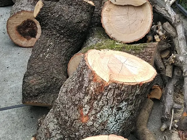 樹木の伐採【業歴25年の経験と実績】年中無休！完全自社施工！伐木資格有サービスの画像