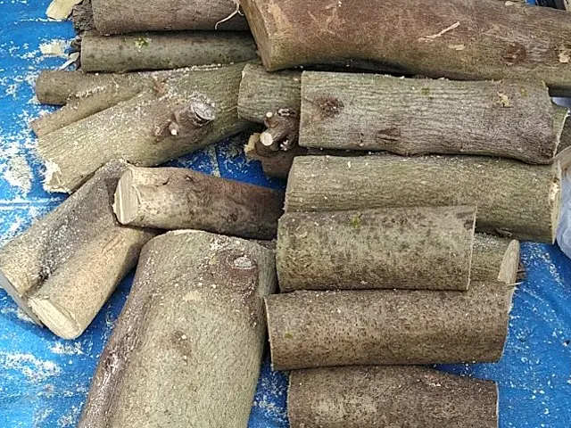 樹木の伐採【業歴25年の経験と実績】年中無休！完全自社施工！伐木資格有サービスの画像