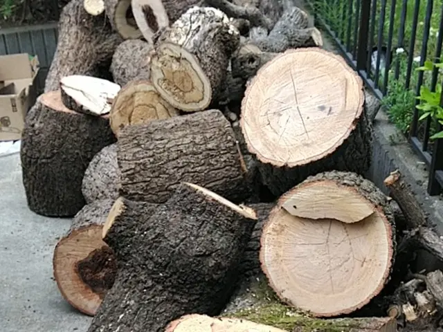 樹木の伐採【業歴25年の経験と実績】年中無休！完全自社施工！伐木資格有サービスの画像