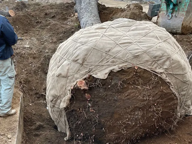 大木から鉢植えまで幅広く可能です☆サービスの画像