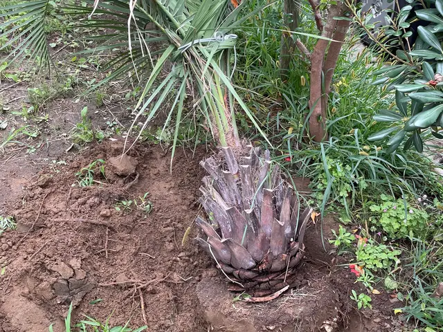 大木から鉢植えまで幅広く可能です☆サービスの画像