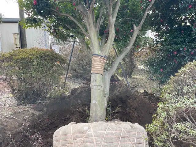 大木から鉢植えまで幅広く可能です☆サービスの画像