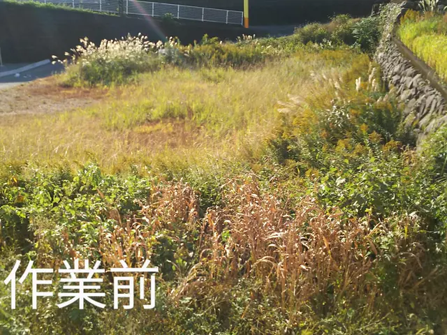 草刈り作業サービスの画像