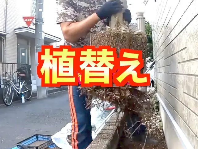 【１本16,500円〜】大事な植木丁寧に植え替え致します《損害保険適応サービス》サービスの画像