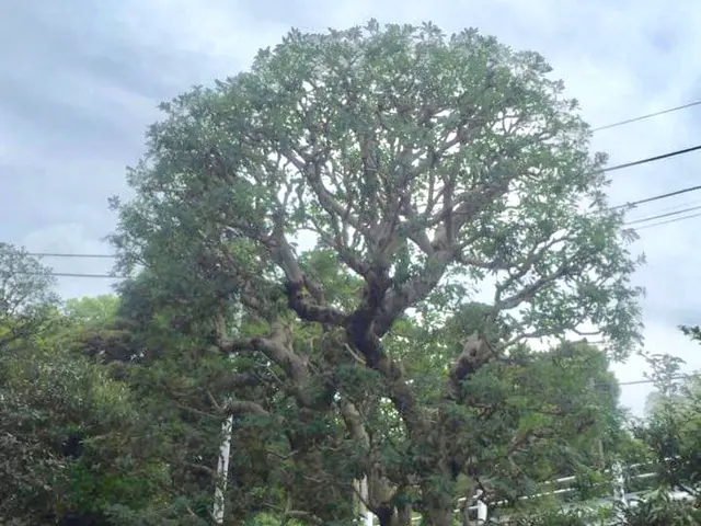 《植木屋を始めてから10年目》神奈川県を中心に対応中◎サービスの画像