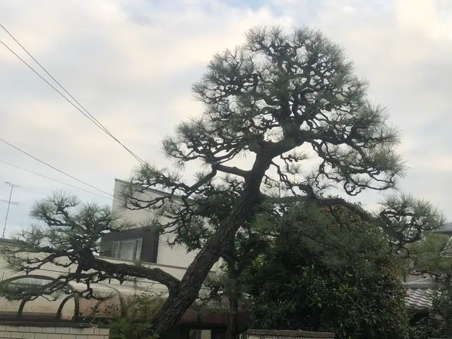 《植木屋を始めてから10年目》神奈川県を中心に対応中◎サービスの画像