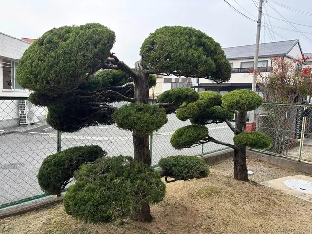 丁寧仕上げで見違える植込み・生垣へ！細部まで美しく、こだわり剪定いたします^_^サービスの画像