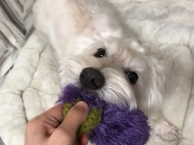 有資格者の女性スタッフがご訪問！大型犬は店長が対応！動物取扱業登録企業が運営！サービスの画像