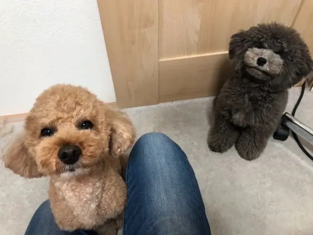 有資格者の女性スタッフがご訪問！大型犬は店長が対応！動物取扱業登録企業が運営！サービスの画像