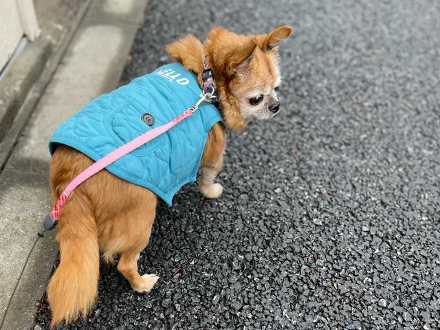 有資格者の女性スタッフがご訪問！大型犬は店長が対応！動物取扱業登録企業が運営！サービスの画像