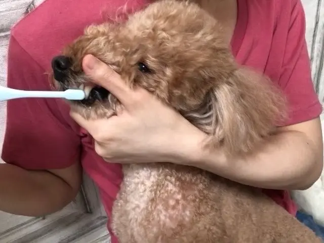 有資格者の女性スタッフがご訪問！大型犬は店長が対応！動物取扱業登録企業が運営！サービスの画像