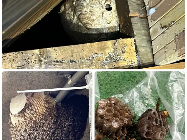 スピーディな蜂の駆除！　群馬県全域対応！　戻り蜂対策／保証付★　年中無休で即対応サービスの画像