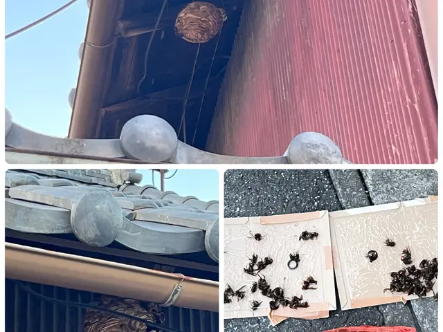 スピーディな蜂の駆除！　群馬県全域対応！　戻り蜂対策／保証付★　年中無休で即対応サービスの画像