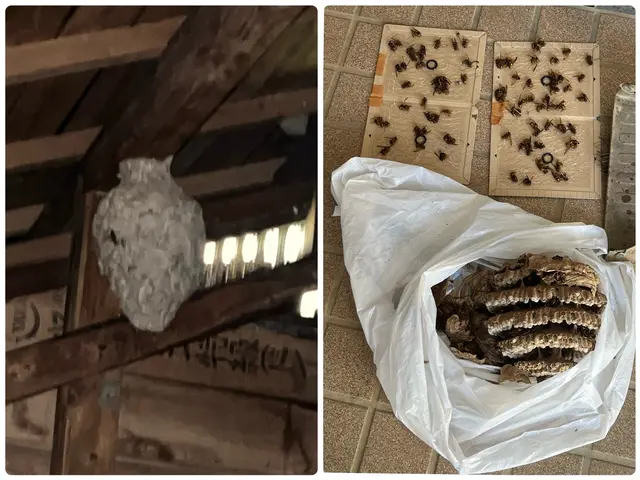 スピーディな蜂の駆除！　群馬県全域対応！　戻り蜂対策／保証付★　年中無休で即対応サービスの画像