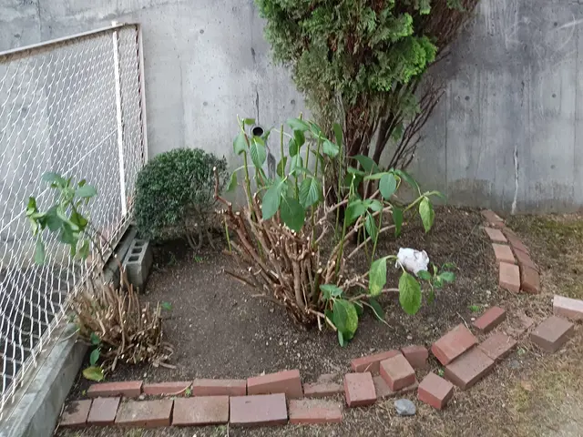 お庭の下草など生えてる箇所の手取りの草取り作業をいたします。サービスの画像