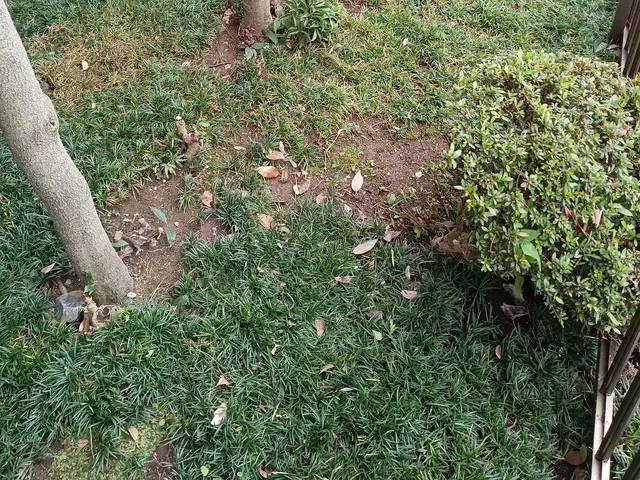 お庭の下草など生えてる箇所の手取りの草取り作業をいたします。サービスの画像