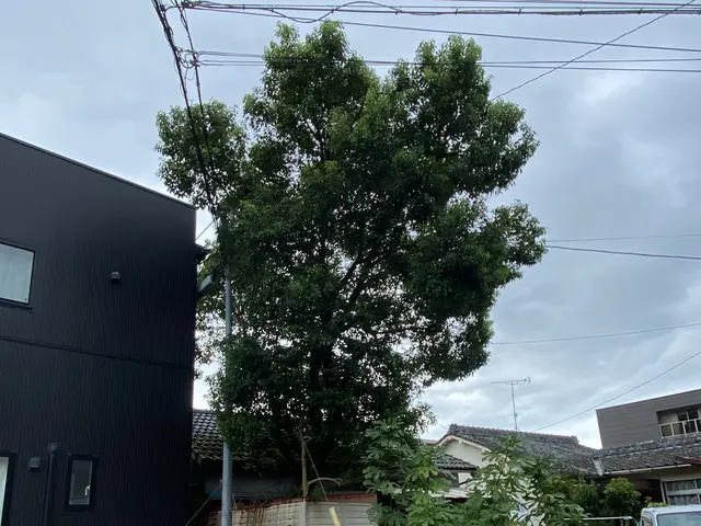 庭木雑木、高木までしっかり対応！ご要望があれば、綺麗に抜根まで施工します！サービスの画像