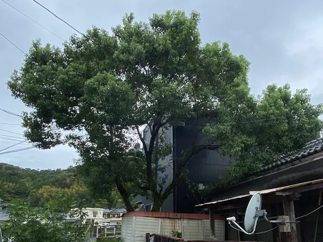 庭木雑木、高木までしっかり対応！ご要望があれば、綺麗に抜根まで施工します！サービスの画像