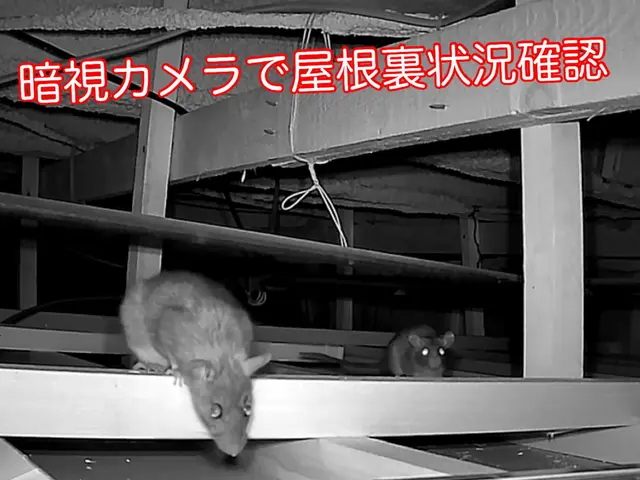 【ネズミ駆除年末まで空き僅か】1度口コミ覗いてください！調査〜お見積りまで無料！サービスの画像