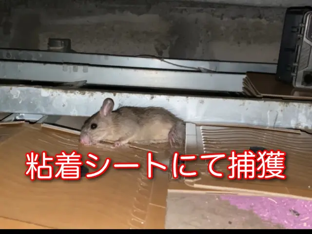 【ネズミ駆除年末まで空き僅か】1度口コミ覗いてください！調査〜お見積りまで無料！サービスの画像