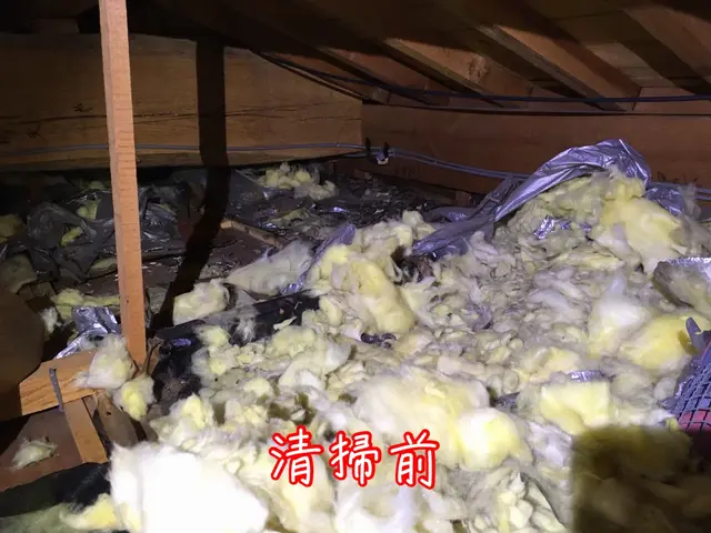 【ネズミ駆除年末まで空き僅か】1度口コミ覗いてください！調査〜お見積りまで無料！サービスの画像