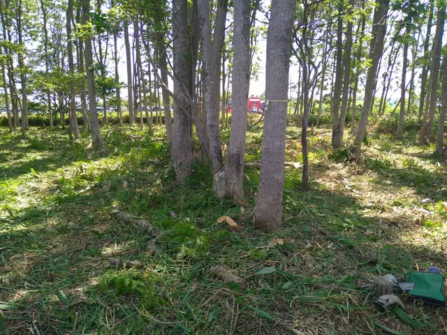 【林業で培った草刈り技術】で素早くキレイに草刈りします！サービスの画像