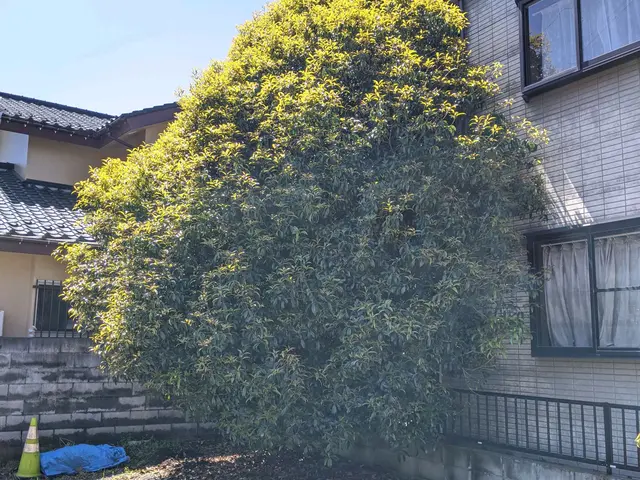 伐採・伐根はお任せ下さい！お気軽にご相談をサービスの画像