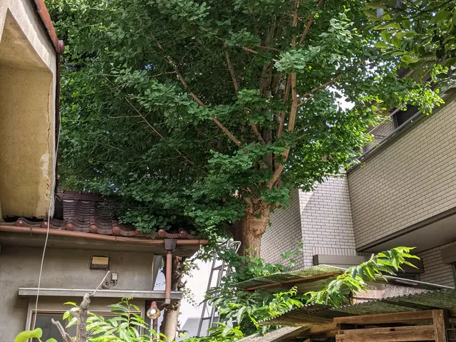 伐採・伐根はお任せ下さい！お気軽にご相談をサービスの画像