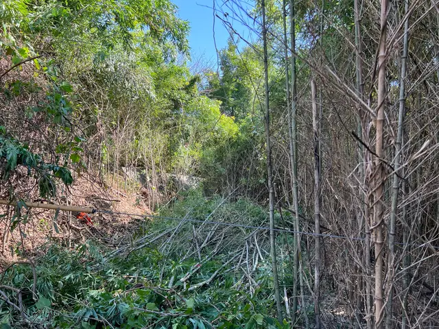 蔦を除去します。サービスの画像