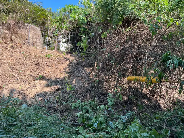 蔦を除去します。サービスの画像