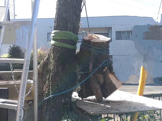 敷地外に向かって大きく伸びた木、台風が心配…巨木、安全確実な作業を致しますサービスの画像