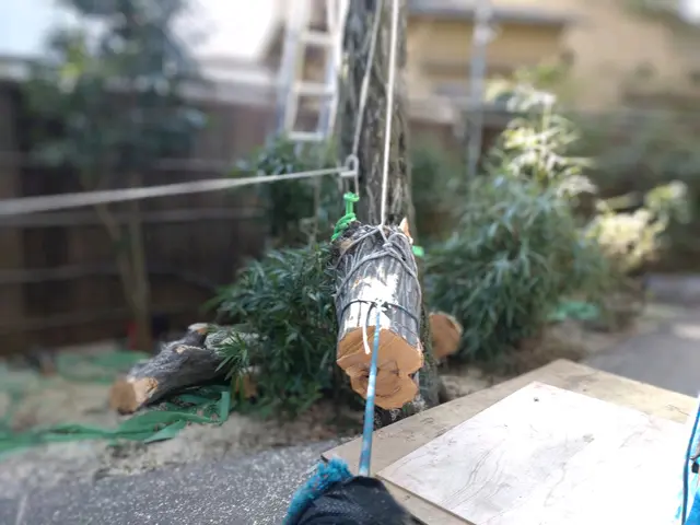 敷地外に向かって大きく伸びた木、台風が心配…巨木、安全確実な作業を致しますサービスの画像