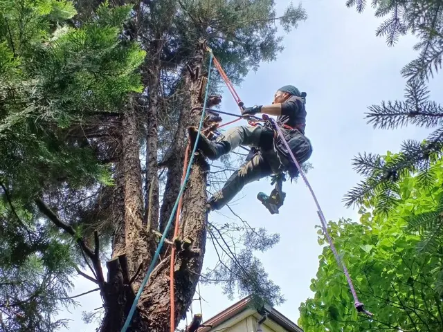 敷地外に向かって大きく伸びた木、台風が心配…巨木、安全確実な作業を致しますサービスの画像