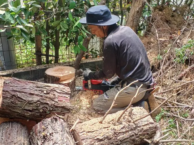 敷地外に向かって大きく伸びた木、台風が心配…巨木、安全確実な作業を致しますサービスの画像