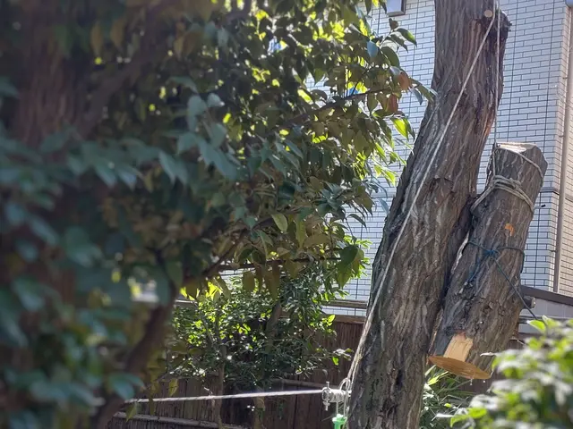 敷地外に向かって大きく伸びた木、台風が心配…巨木、安全確実な作業を致しますサービスの画像