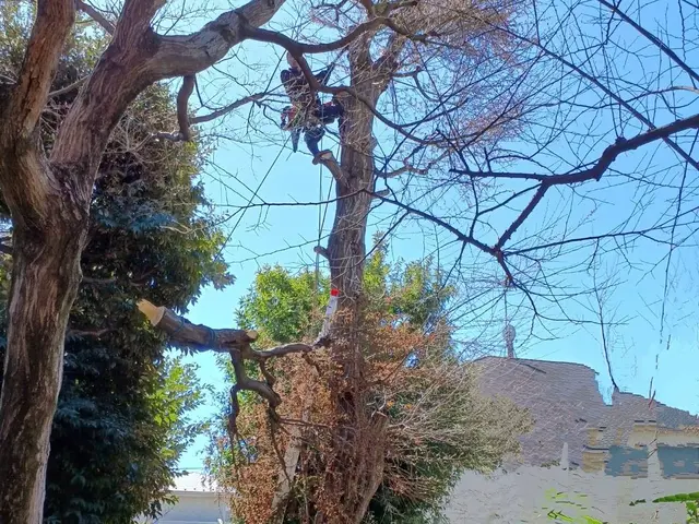 敷地外に向かって大きく伸びた木、台風が心配…巨木、安全確実な作業を致しますサービスの画像