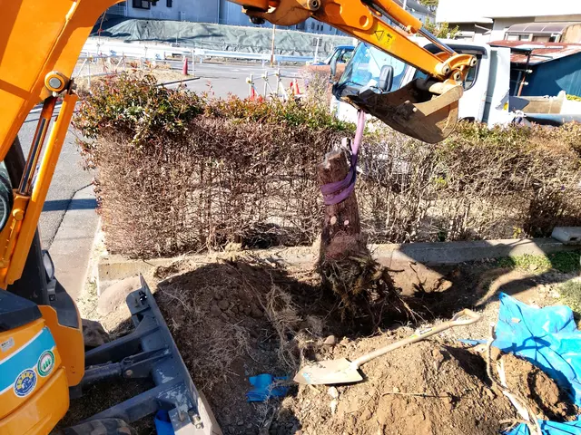 敷地外に向かって大きく伸びた木、台風が心配…巨木、安全確実な作業を致しますサービスの画像